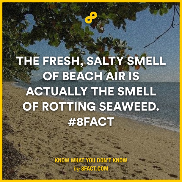The-fresh-salty-smell-of-beach.jpg