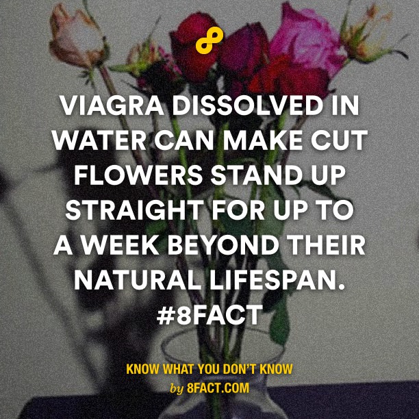 Viagra-dissolved-in-water-can-.jpg