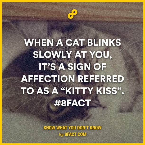 When-a-cat-blinks-slowly-at-yo.jpg