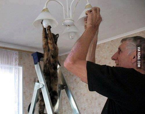 Helping-put-in-light-bulbs.jpg : 인간과 동물