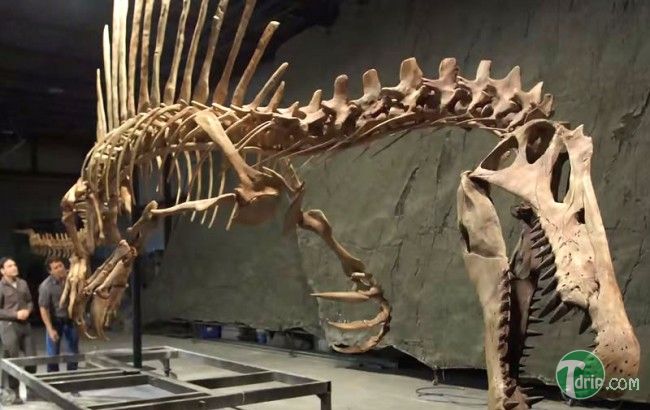 spinosaurus-aegyptiacus-650x410.jpg