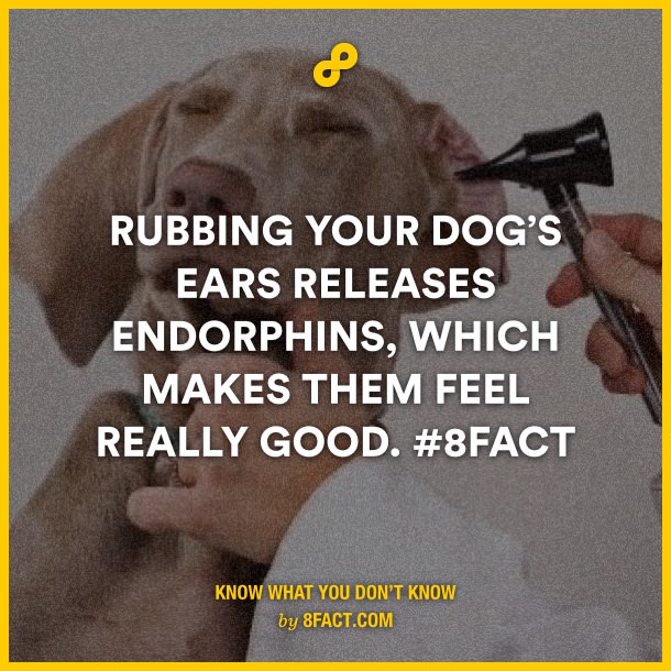 Rubbing-your-dogs-ears-release.jpg