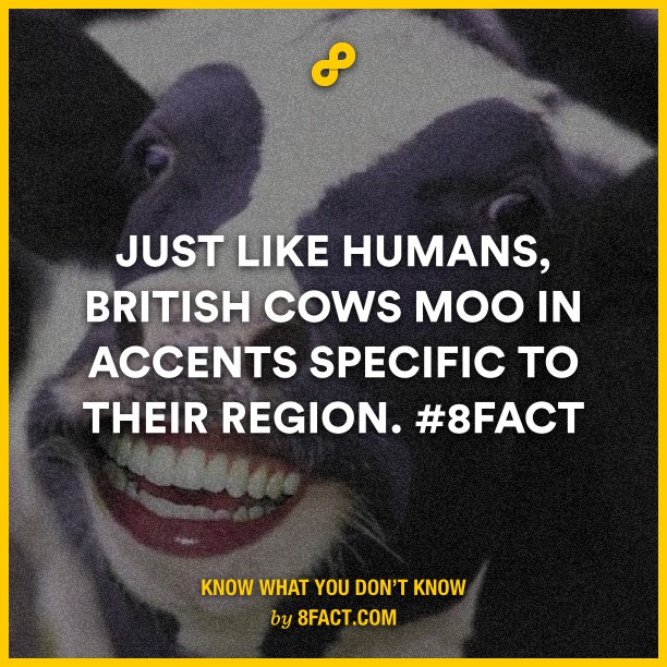 Just-like-humans-British-cows-.jpg
