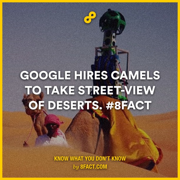 Google-hires-camels-to-take-st.jpg