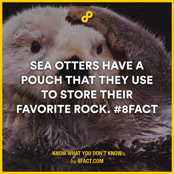Sea-Otters-have-a-pouch-that-t.jpg