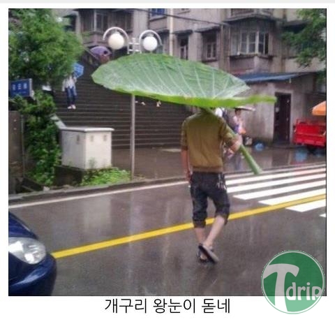 1 (11).jpg : 대륙의 흔한 우산.JPG