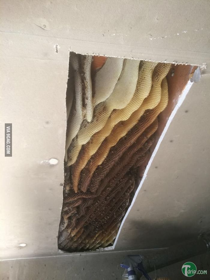 Man-was-complaining-about-a-few-bees-Removal-team-came-and-found-this-in-his-ceiling.jpg : 우리집 개꿀임