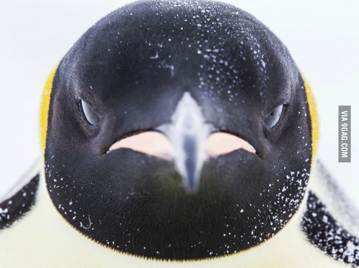Penguin-closeup.jpg : (약혐)펭귄이 측면사진밖에없는이유