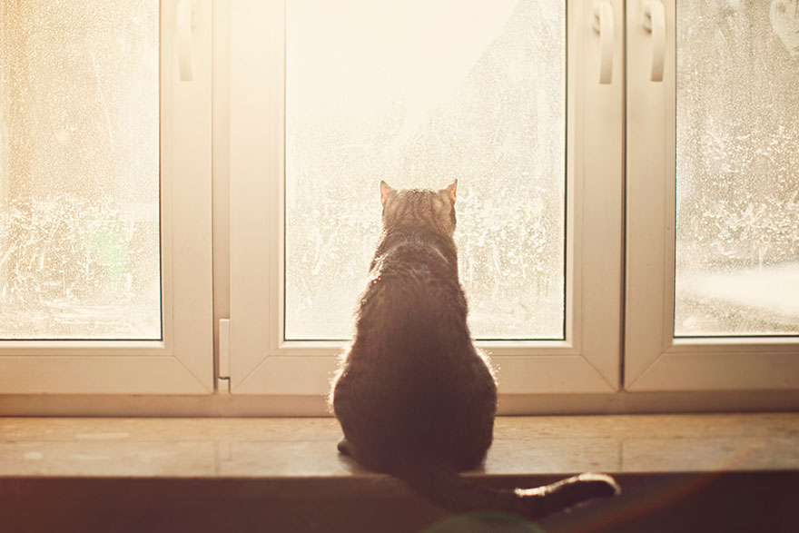 2621019_cat-waiting-window-9_1430822523_