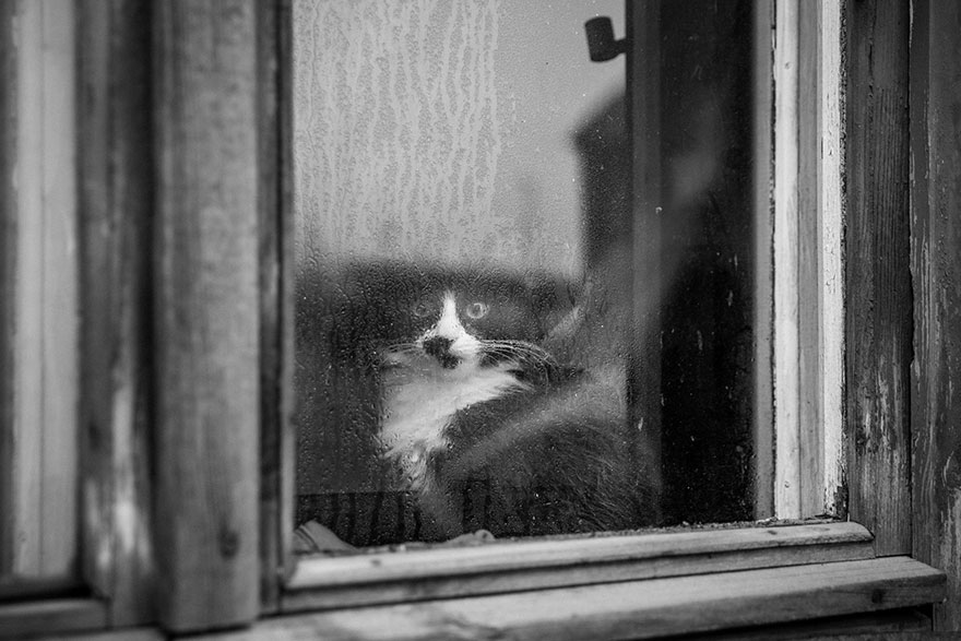 2620957_cat-waiting-window-1_1430822523_