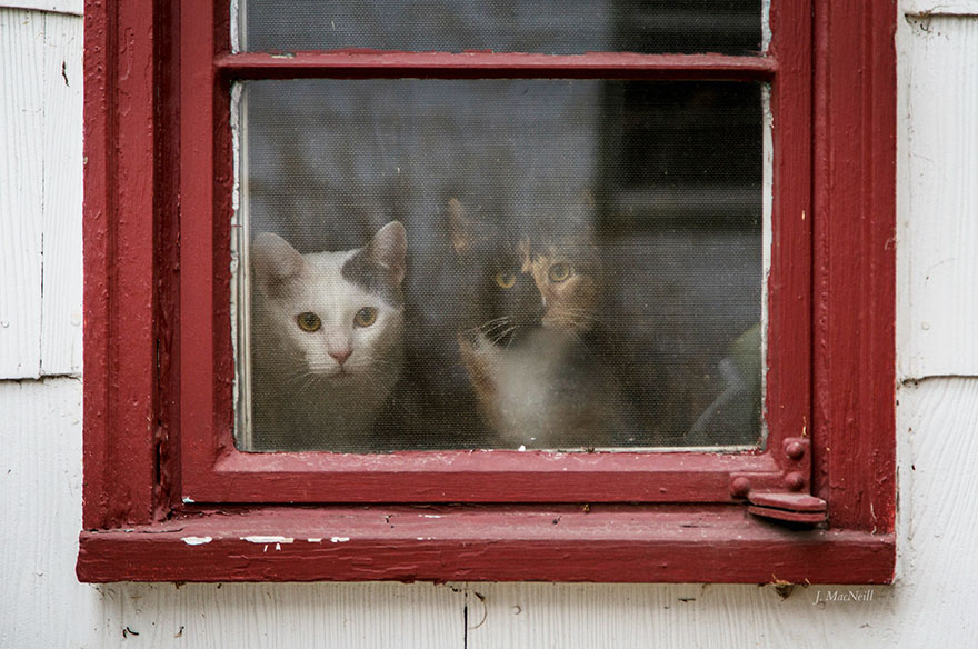 2621042_cat-waiting-window-35_1430822523