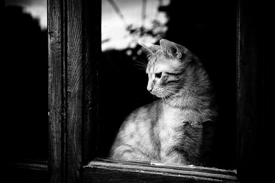2621049_cat-waiting-window-44_1430822523