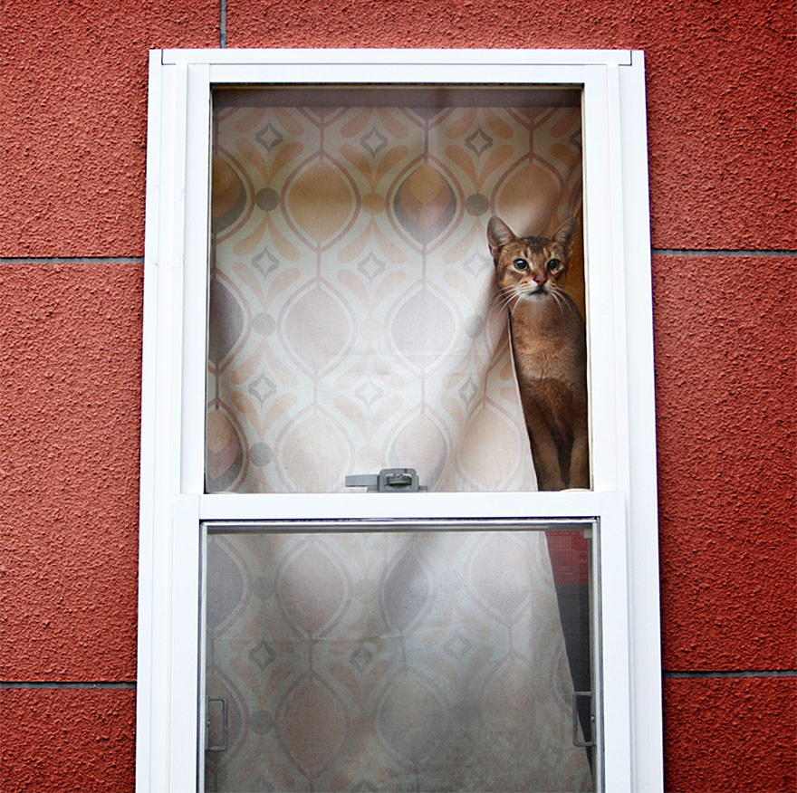2623232_cat-waiting-window-5_1430822523_