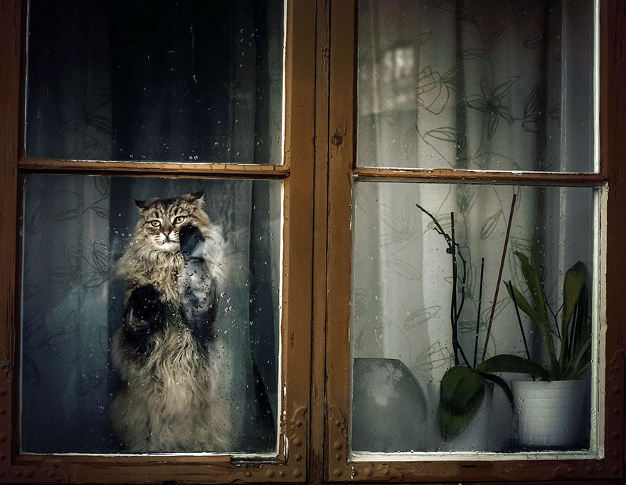 2621013_cat-waiting-window-7_1430822523_
