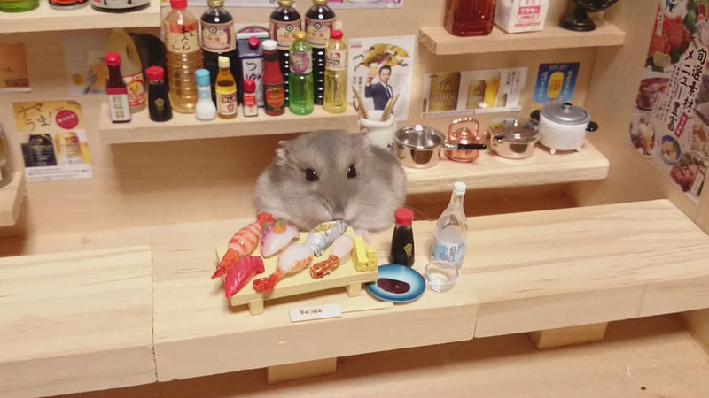 hamster-shopkeepers-2_1429576926_16_7.jp