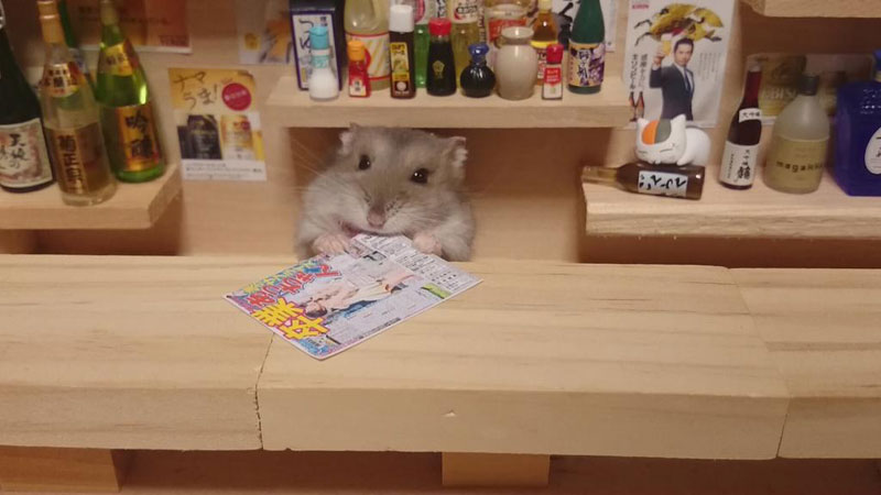 hamster-shopkeepers-14_1429576926_6_7.jp