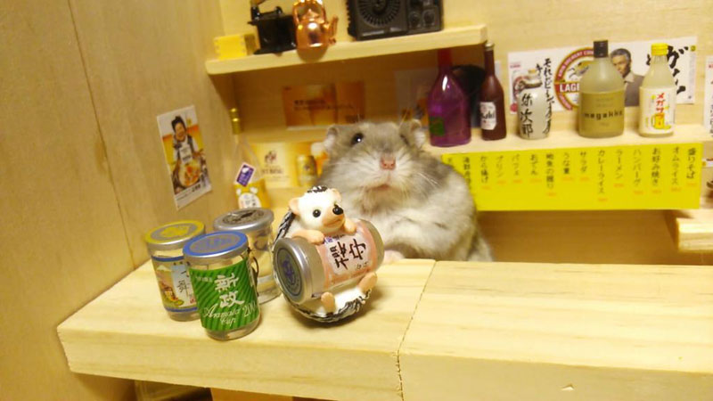 hamster-shopkeepers-8_1429576926_3_7.jpg