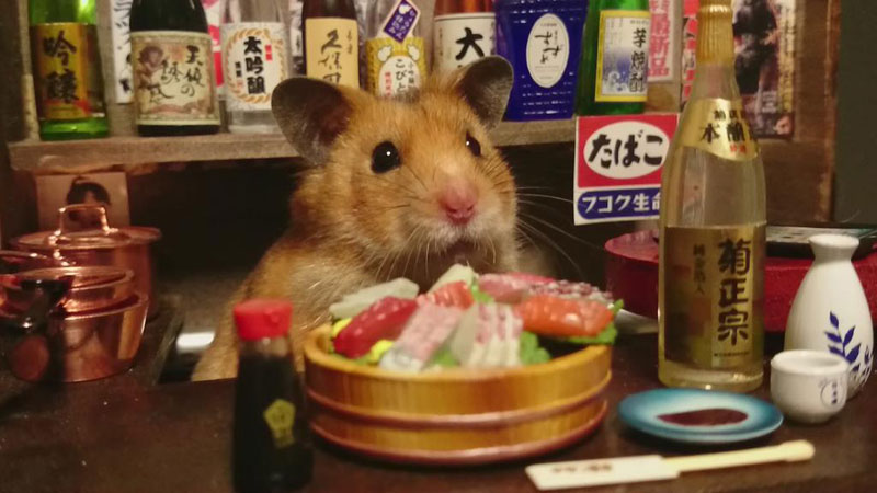 hamster-shopkeepers-9_1429576926_13_7.jp