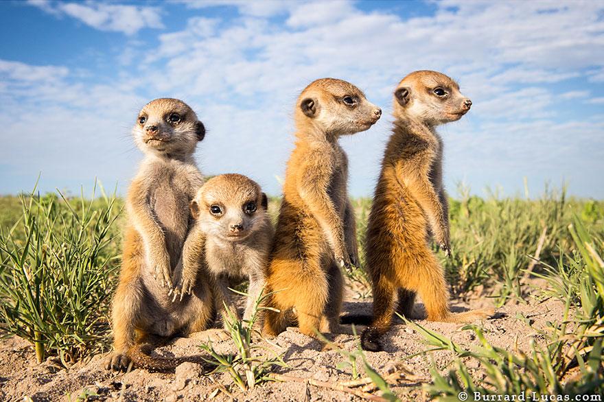 meerkats-human-lookout-post-photography-will-burrard-lucas-5.jpg