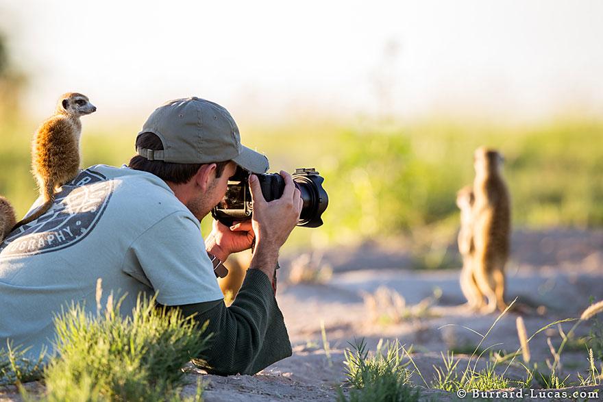 meerkats-human-lookout-post-photography-will-burrard-lucas-1.jpg