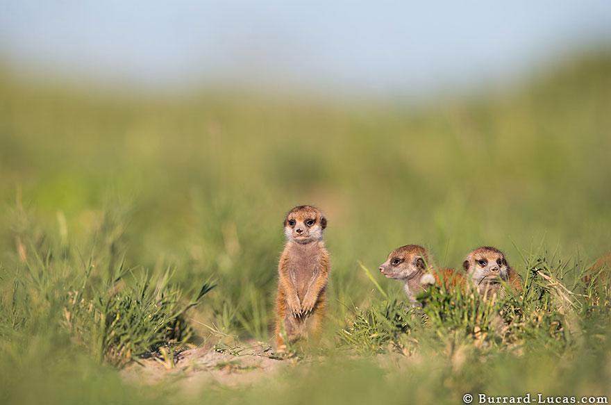 meerkats-human-lookout-post-photography-will-burrard-lucas-8.jpg