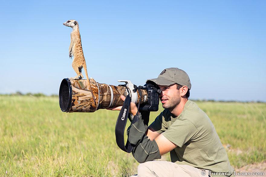 meerkats-human-lookout-post-photography-will-burrard-lucas-4.jpg