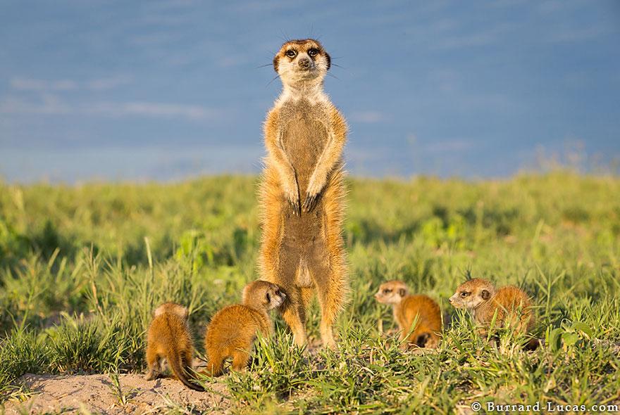 meerkats-human-lookout-post-photography-will-burrard-lucas-9.jpg