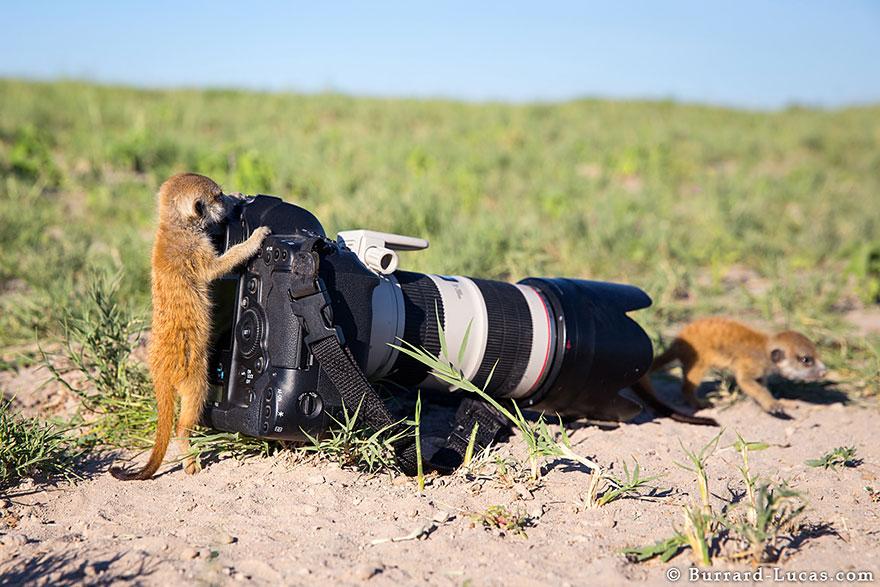 meerkats-human-lookout-post-photography-will-burrard-lucas-3.jpg