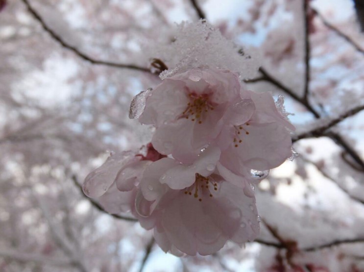 when-it-snows-it-blossoms-63779.jpg