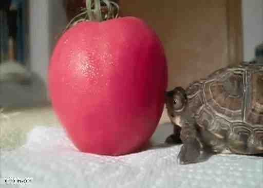 1389292194_turtle_vs_tomato.gif : (데이터)용왕이 거북이를 신뢰하는 이유.gif