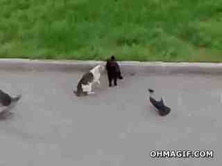 crow-enjoying-catfight.gif