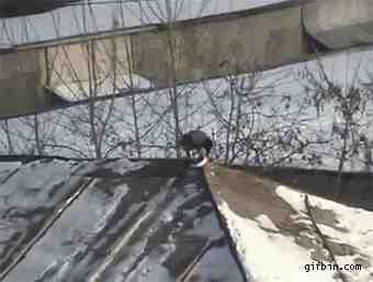 1326398471_crow_snow_tubing_on_a_roof.gif