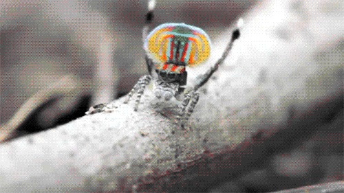 개드립 - 나 여깄쪙! : e90cfce45a3a19581bebf246ca4624df.gif 1.gif