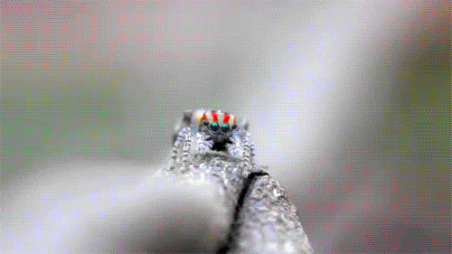 개드립 - 나 여깄쪙! : 04ded32044a92c254f57396a976290b6.gif 2.gif