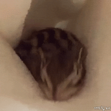 2949852666_f9f68ec4.gif : 잠온다
