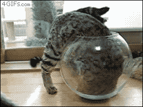 몬스터 볼.gif