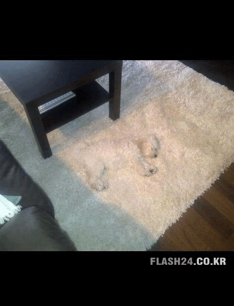 은폐류 甲.jpg