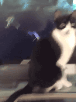 fb9a14623407f3c128a470696a501688.gif