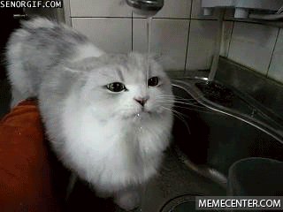 1.gif : 물먹는 냥이.gif