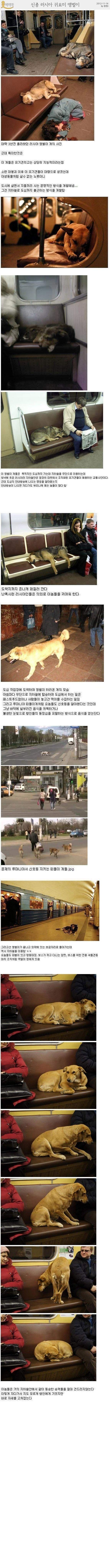 앵벌이개.jpg