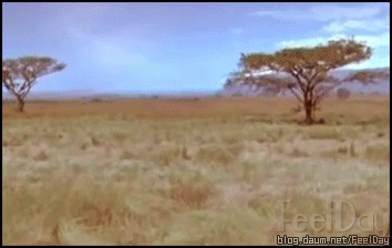 hama.gif : 하마를 건드리면 좆되는거예요.gif