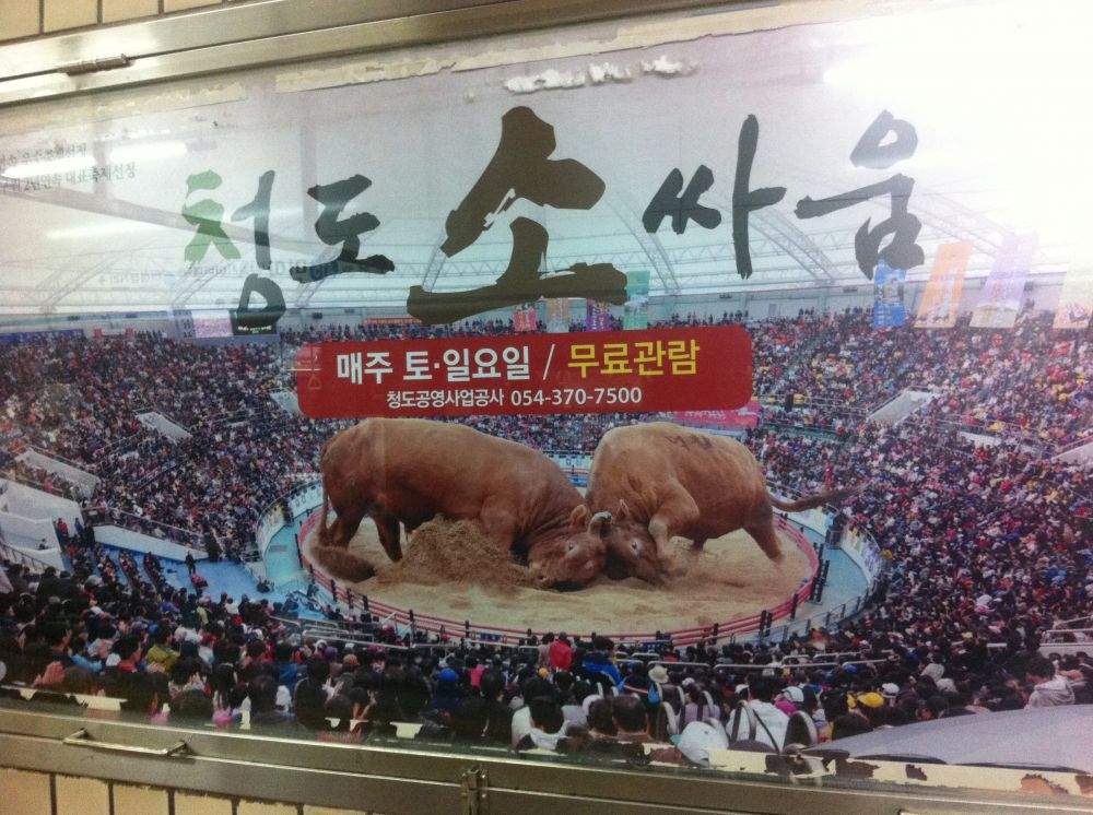 소싸움류 甲.jpg
