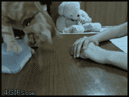 135887304417138.jpg.gif