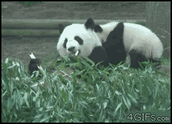 1 (2).gif : 쿵푸팬더의 자식교육.gif