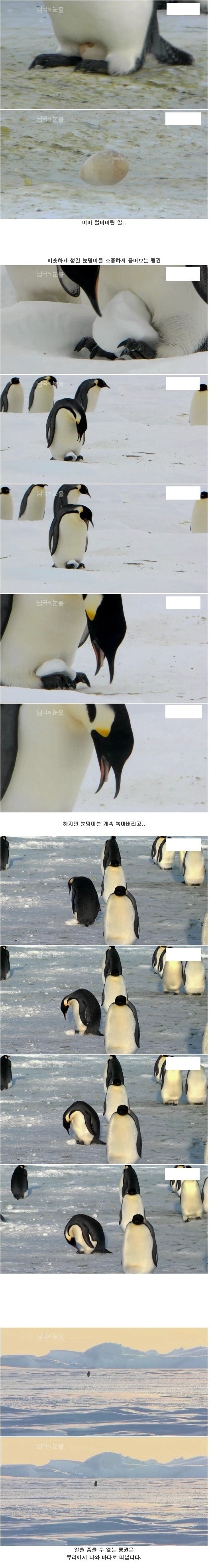 1_(15).jpg : 눈덩이를 품는 펭귄.jpg