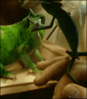 7e8c5a02fa4fd409ebc430ef66e92e0e.gif