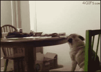 dog.GIF : 강아지.gif