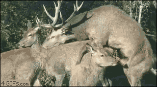 1.gif : 파워 합체.gif