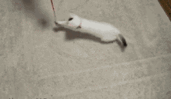 a8306c689f0869afda9f0427b4b6596e.gif