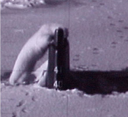 bear_sub2_1-ap1201.jpg